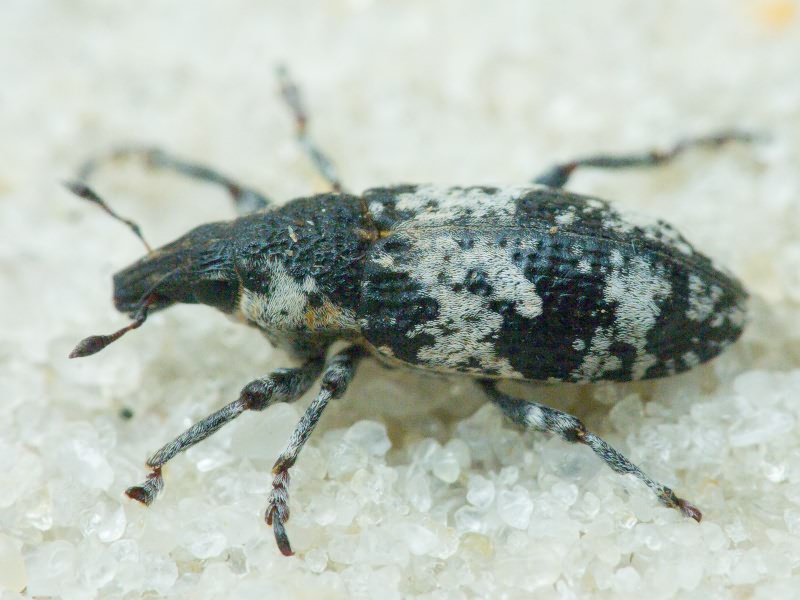 Bothynoderes affinis (Schrank, 1781)